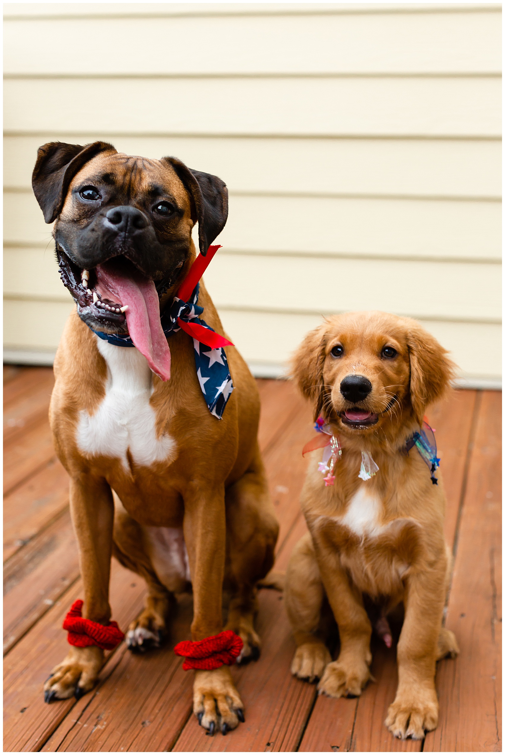 golden retriever puppy and a boxer pup
