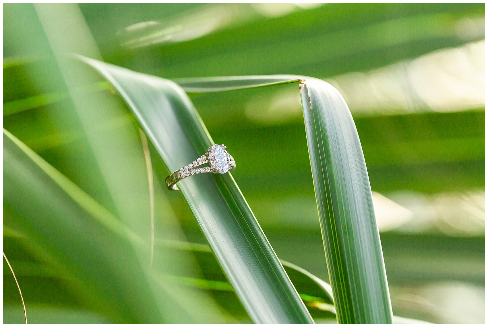 Engagement ring on a palm leaf