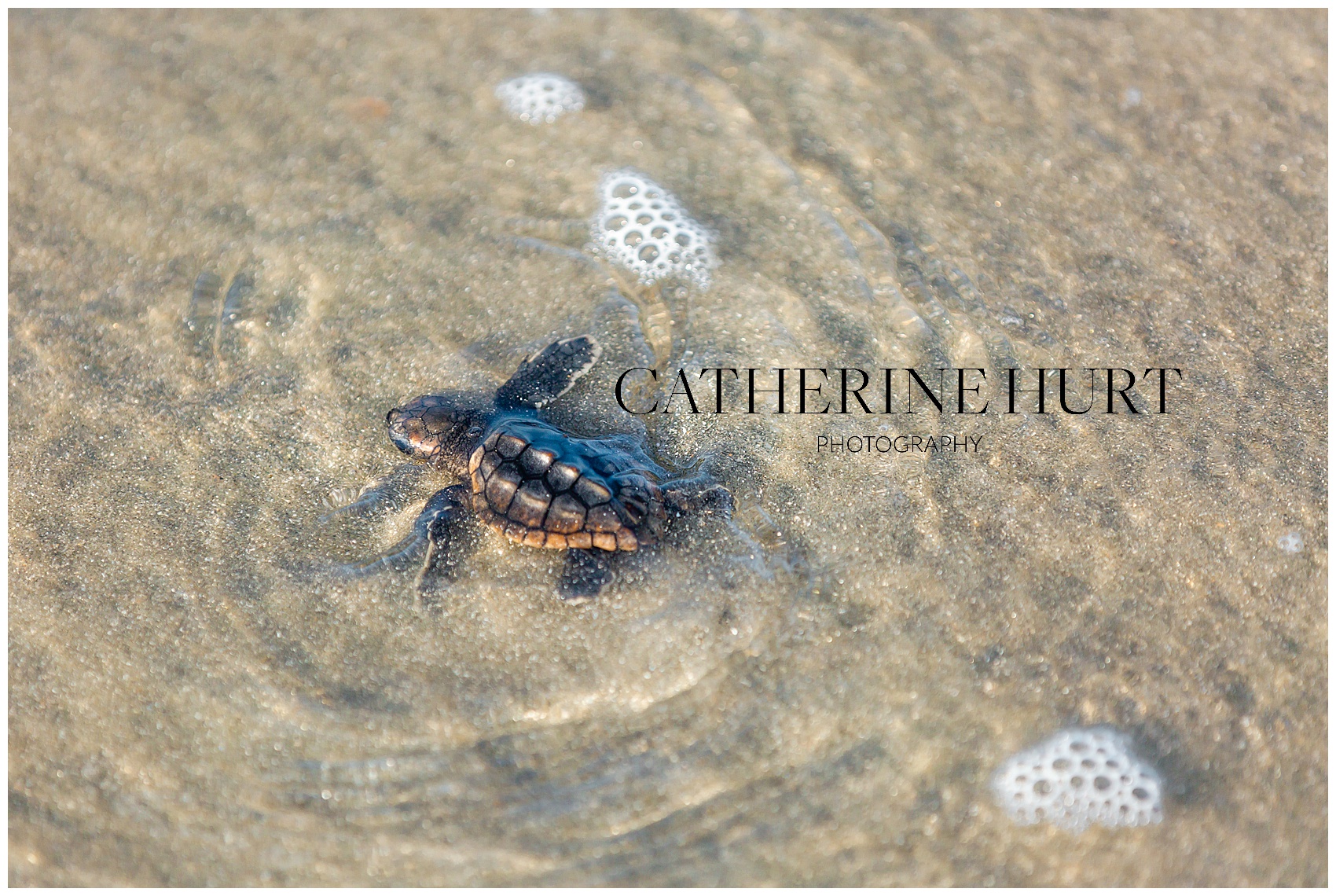 baby loggerhead turtle swimming into the ocean at Isle of Palms, SC