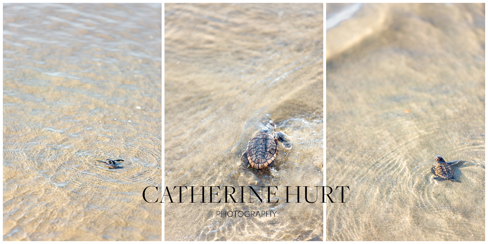 baby loggerhead turtles swimming into the ocean