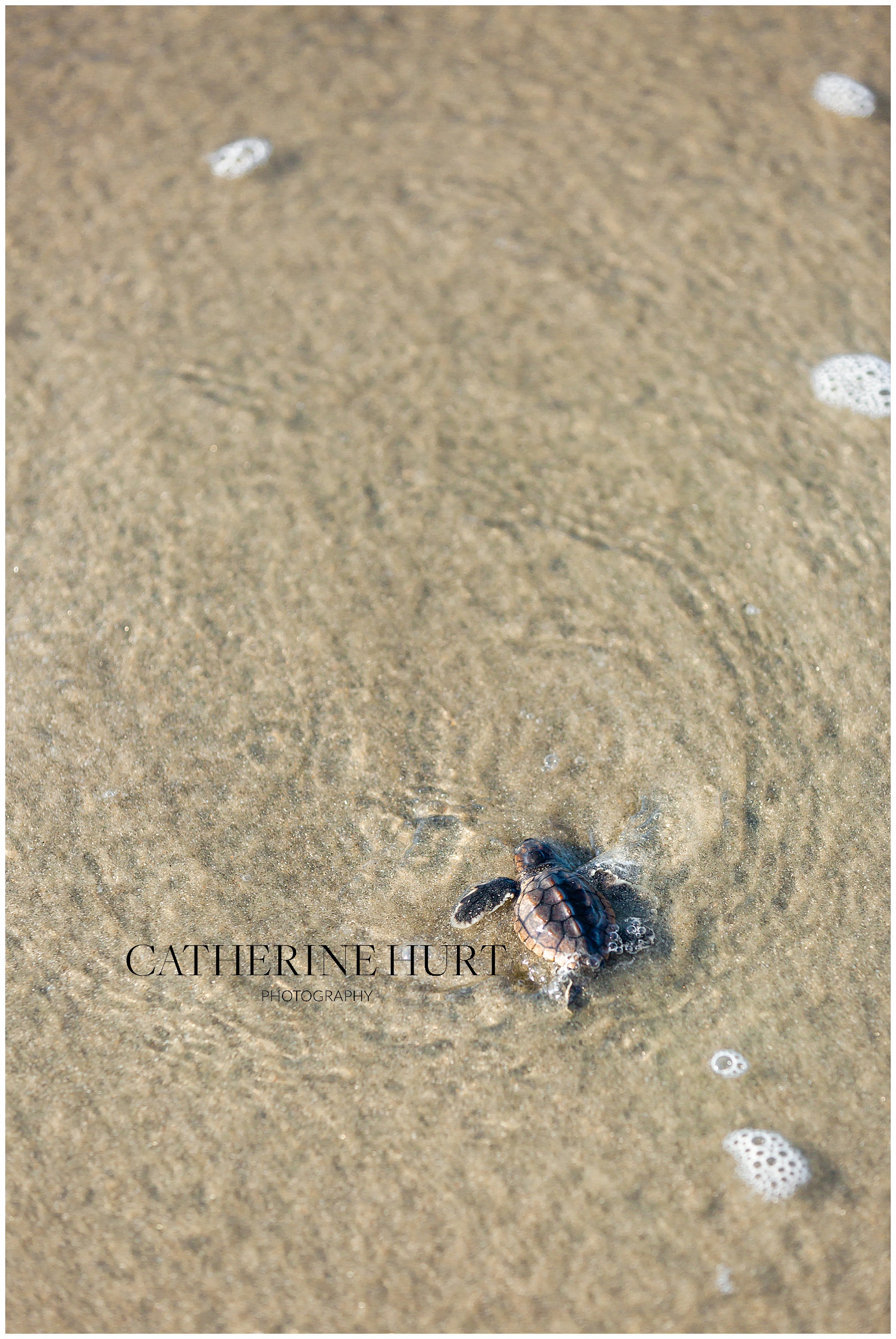 baby turtle swimming at Isle of Palms, SC