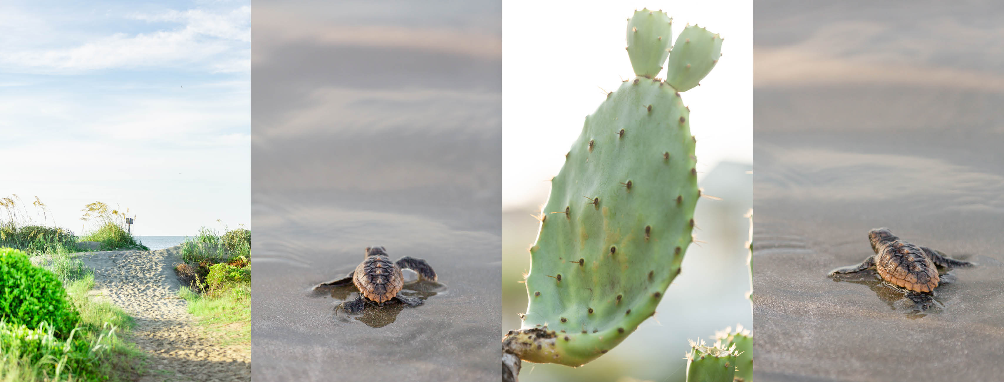 baby turtle, beach, cactus
