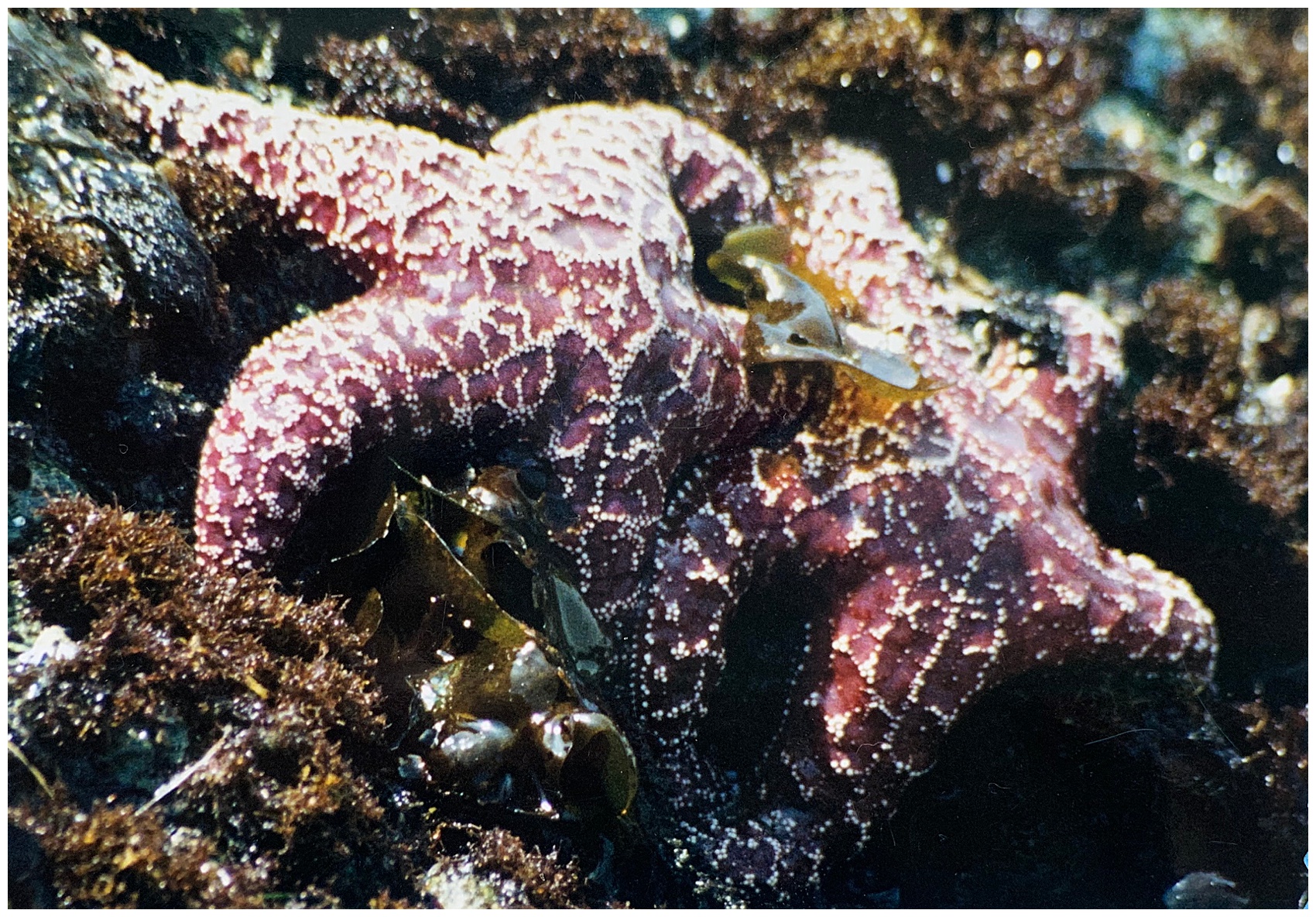 starfish on the oregon coast