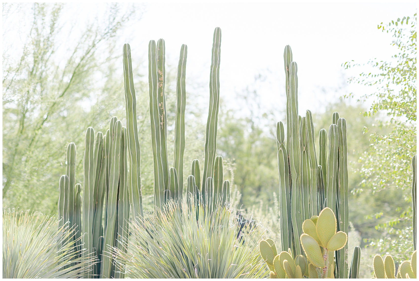 Cacti in the desert botanical gardens