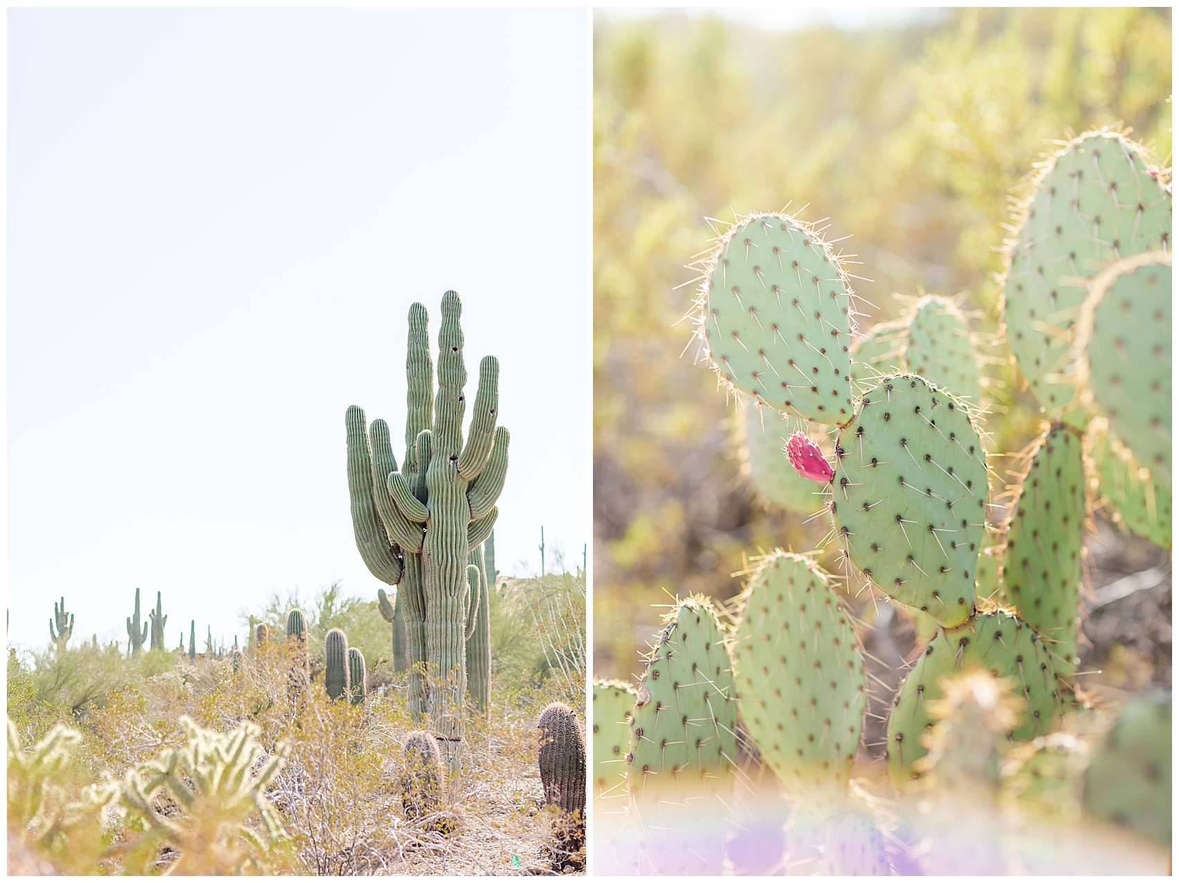 cacti in arizona | Charleston wedding photographer | November recap